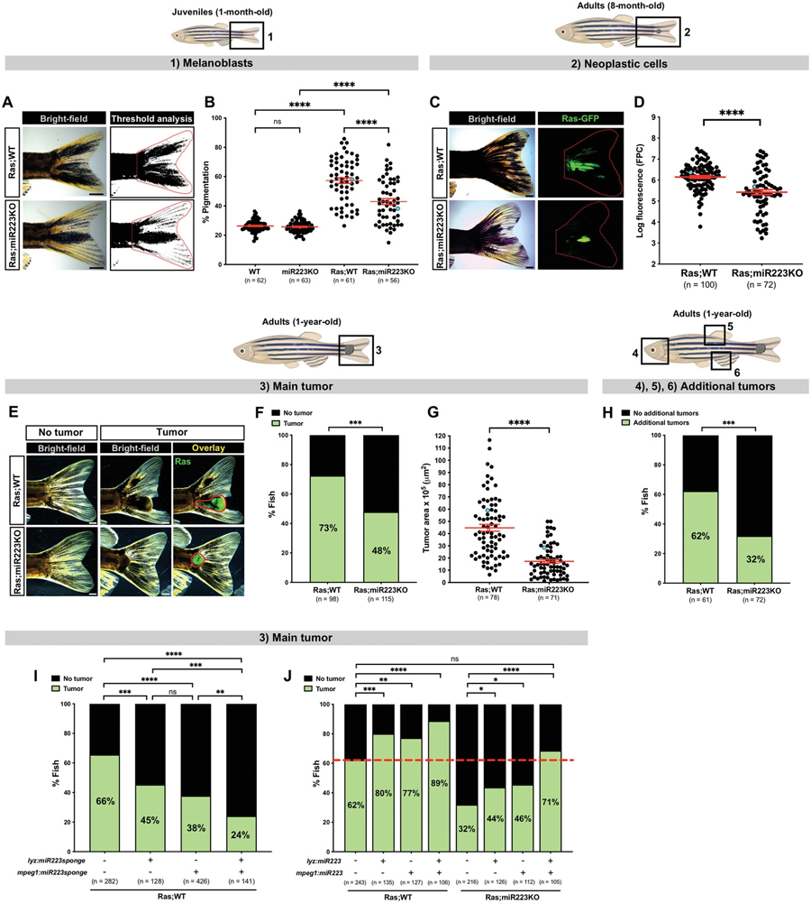 miR223抑制延緩斑馬魚(yú)的癌癥進(jìn)展體