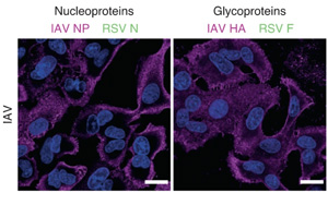 首次發(fā)現(xiàn)人肺細胞中形成的“雜交”病毒！更易感且可逃避免疫系統(tǒng)
