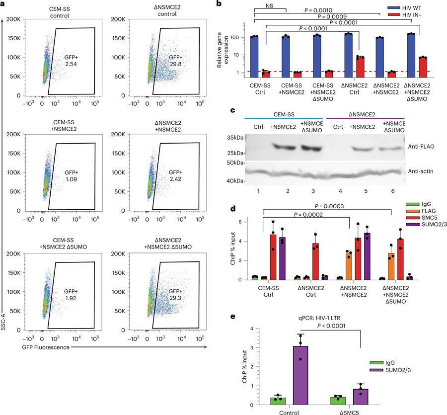 通過NSMCE2對染色質(zhì)化潛伏HIV-1 DNA進(jìn)行SUMO修飾
