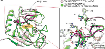 利用獲得諾貝爾獎技術(shù)，Nature新研究揭示了一種涉及廣泛細胞過程的關(guān)鍵蛋白質(zhì)機制