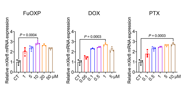 不同化療藥物對Xkr8的誘導作用