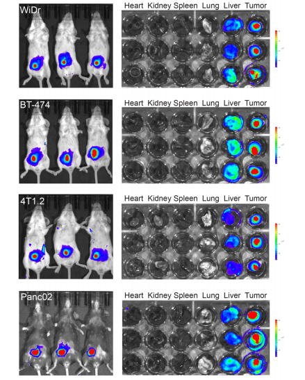 PMBOP-CP NPs 214針對不同腫瘤模型的體內(nèi)腫瘤靶向效率比較