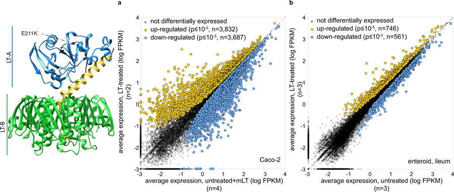 熱不穩(wěn)定毒素調節(jié)腸上皮中多種基因的表達