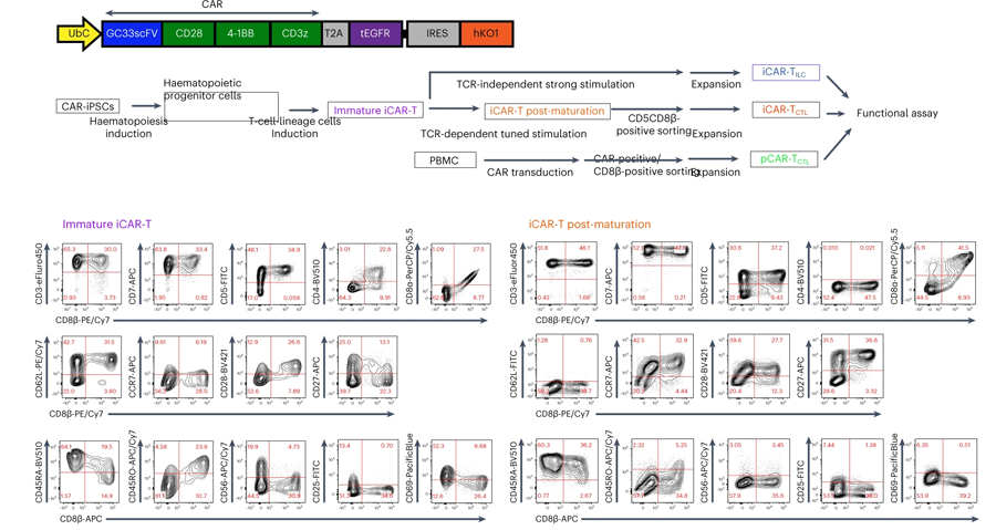 iCAR-T CTL在體內(nèi)抑制腫瘤發(fā)展并聚集在腫瘤位點(diǎn)強(qiáng)于iCAR-T ILC但不及pCAR-T CTL