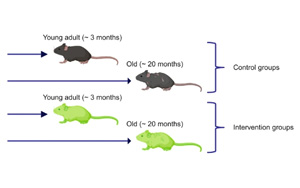 延長壽命不等于延緩衰老，Nature子刊對三種抗衰老療法提出質(zhì)疑