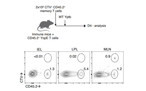 Science子刊：免疫細(xì)胞的新發(fā)現(xiàn)可以改進(jìn)疫苗設(shè)計(jì)