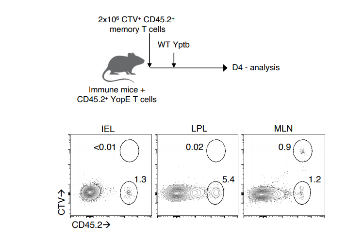 在二次感染期間不會(huì)發(fā)生記憶T細(xì)胞在腸道中的非特異性募集