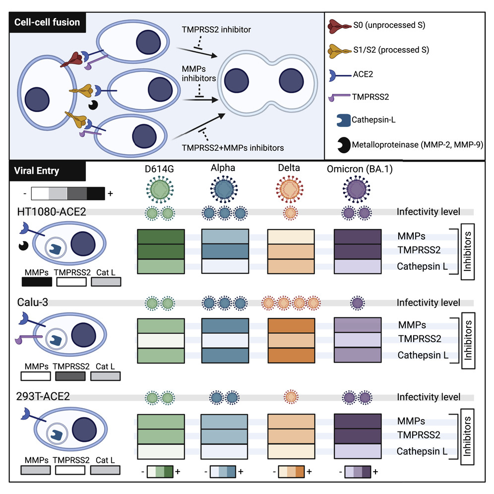 細(xì)胞融合和病毒入侵路徑
