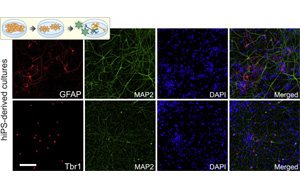細(xì)胞編程，再現(xiàn)人類細(xì)胞獨(dú)特特征的神經(jīng)網(wǎng)絡(luò)