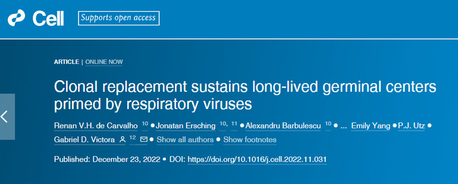 新研究揭示了生發(fā)中心是如何工作的