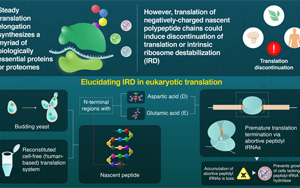 翻譯中迷失：“危險(xiǎn)的”氨基酸如何中止蛋白質(zhì)合成的延伸