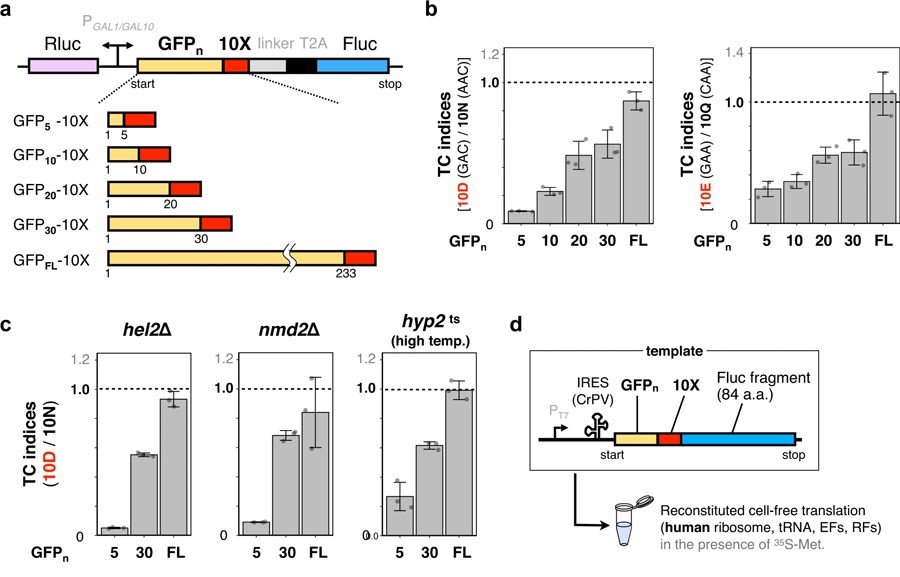 N末端區(qū)域中連續(xù)帶負電荷的氨基酸過早終止翻譯