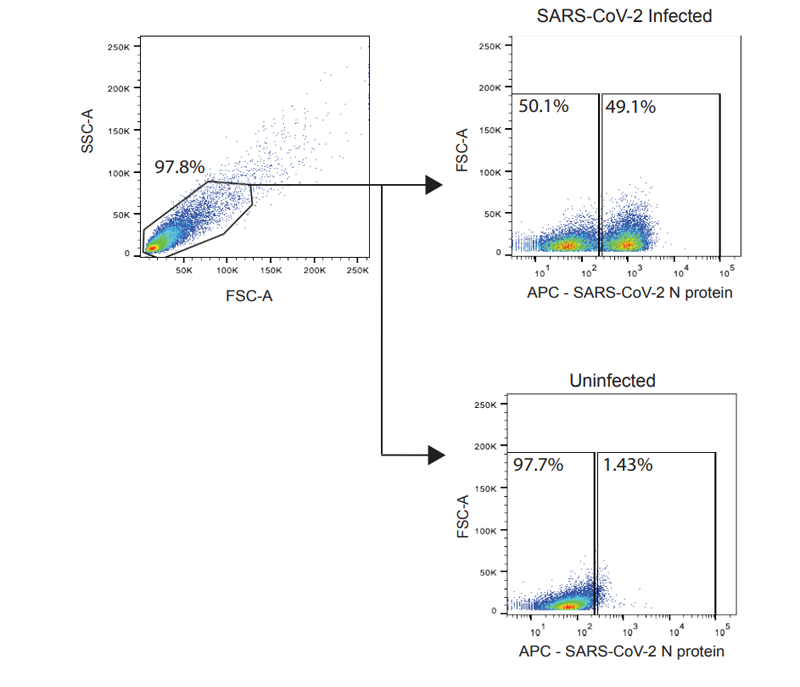 通過流式細(xì)胞術(shù)檢測SARS-CoV-2感染細(xì)胞的門控策略