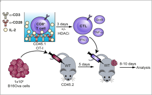 腫瘤治療“黑馬”登場！Nature子刊：100萬億腸道細菌打破CAR-T實體瘤魔咒