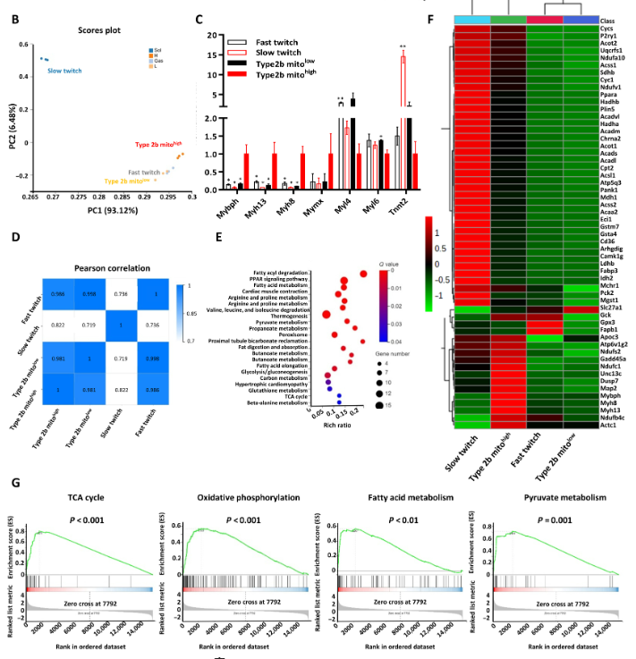 空間轉(zhuǎn)錄組學(xué)顯示2B mitohigh肌纖維具有EOM的特性 空間轉(zhuǎn)錄組學(xué)顯示2B mitohigh肌纖維具有EOM的特性