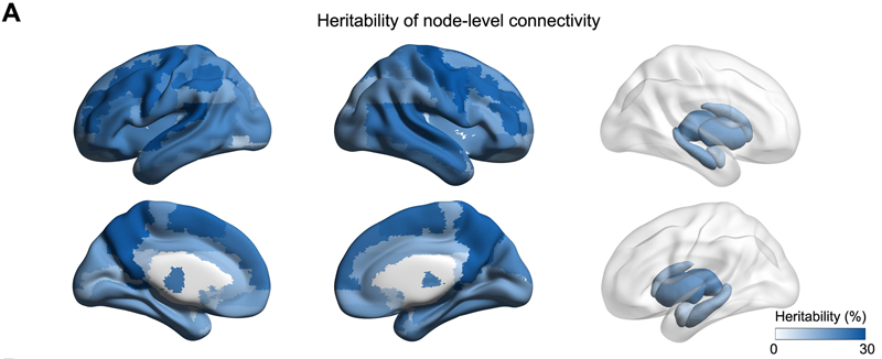 90個節(jié)點的連接顯示出遺傳力顯著基于SNP