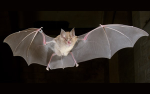 《Cell》解析第一批來(lái)自攜帶SARS-CoV-2的蝙蝠物種的干細(xì)胞