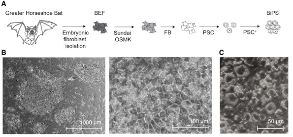 馬鐵菊頭蝠多能干細(xì)胞的制備P