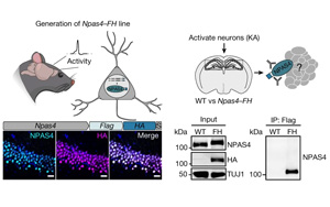 大腦越用越“廢”？Nature發(fā)現(xiàn)神經(jīng)元DNA修復(fù)機(jī)制，或推動(dòng)相關(guān)疾病研究進(jìn)展