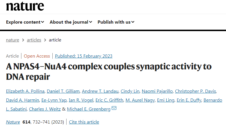 研究發(fā)現(xiàn)了神經(jīng)元中存在著一種獨(dú)特的DNA修復(fù)機(jī)制