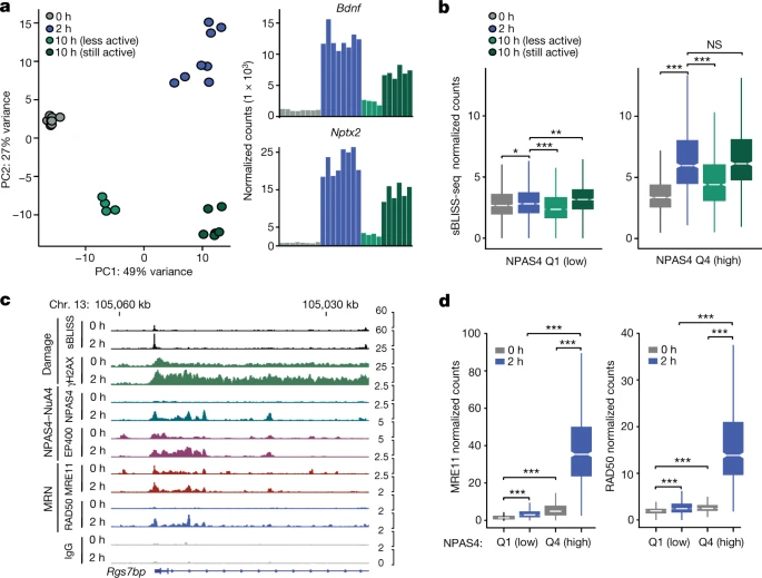 NPAS4-NuA4結(jié)合位點(diǎn)隨著可誘導(dǎo)轉(zhuǎn)錄的消退進(jìn)行DNA修復(fù)