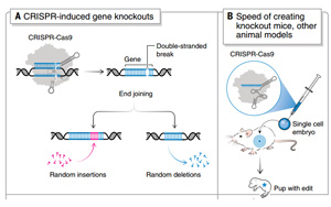 《科學(xué)》：諾獎得主解讀 CRISPR 的十年