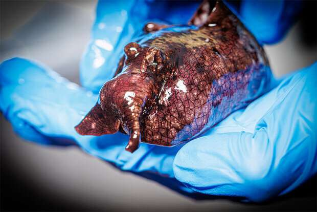 Checco手持加利福尼亞海兔，一種海蛞蝓