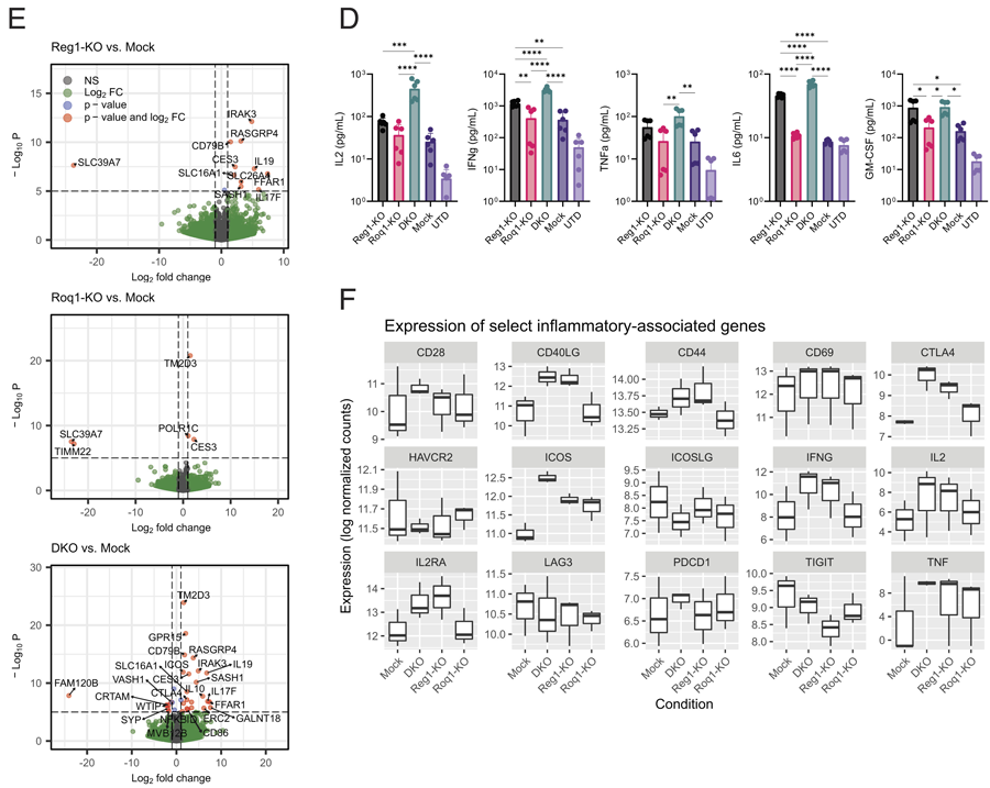 Regnase-1和Roquin-1雙敲除 Regnase-1和Roquin-1雙敲除