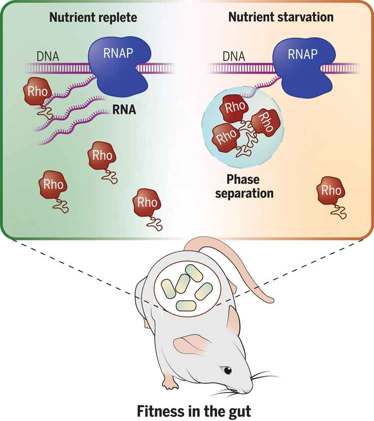 共生細(xì)菌擬桿菌中轉(zhuǎn)錄終止因子Rho的相分離控制基因表達(dá)并促進(jìn)哺乳動(dòng)物腸道中的細(xì)菌適應(yīng)性