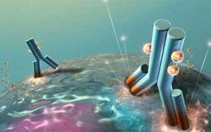 不可錯(cuò)過(guò)的標(biāo)簽抗體，優(yōu)選西寶生物