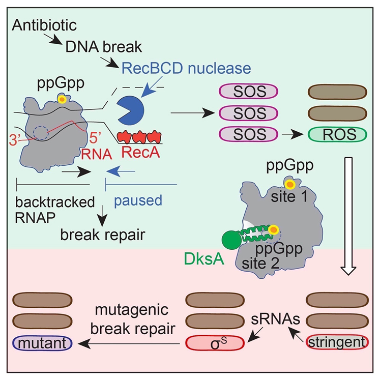 ppGpp與RNA聚合酶（RNAP）在兩個位點的結合