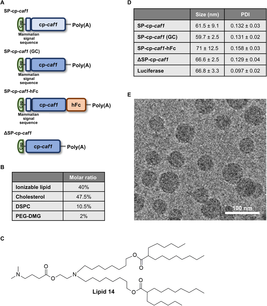 整個(gè)研究中使用的mRNA-LNPs制劑的結(jié)構(gòu)設(shè)計(jì)、物理化學(xué)特性以及SP-cp-caf1 mRNA-LNPs引起的免疫反應(yīng)