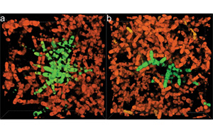 多細(xì)胞生命起源之旅:實(shí)驗(yàn)室中單細(xì)胞群向多細(xì)胞的長(zhǎng)期實(shí)驗(yàn)進(jìn)化