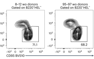“丟失”的免疫細胞是老年人疫苗反應降低的部分原因