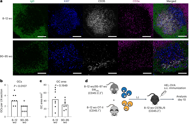 老年小鼠的GC反應(yīng)及其輸出減弱 老年小鼠的GC反應(yīng)及其輸出減弱
