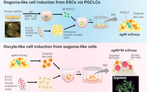 研究人員在實驗室成功地誘導了靈長類動物的卵母細胞