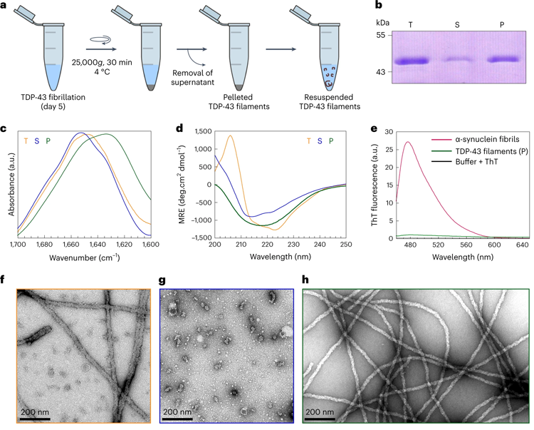 FL TDP-43纖維的制備及結(jié)構(gòu)表征 FL TDP-43纖維的制備及結(jié)構(gòu)表征