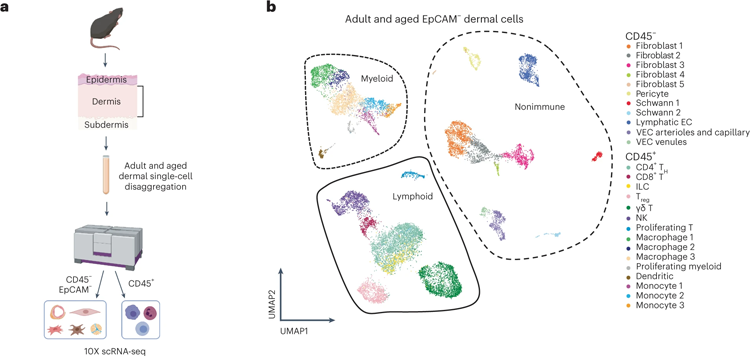 用10X單鏈核糖核酸序列鑒定皮膚細胞 用10X單鏈核糖核酸序列鑒定皮膚細胞
