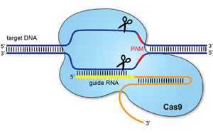 PNAS：基于CRISPR/cas9的基因驅(qū)動可以抑制農(nóng)業(yè)害蟲