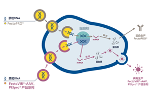GMP級轉(zhuǎn)染試劑，為您提供高產(chǎn)量的病毒、蛋白類工業(yè)生產(chǎn)用轉(zhuǎn)染試劑