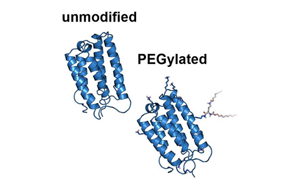 蛋白質(zhì)交聯(lián)劑及在生物學(xué)中的應(yīng)用