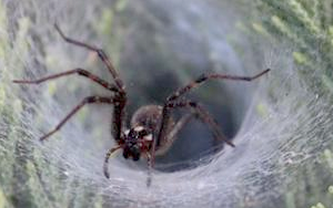 救人“蛛”“心”！研究揭示：蜘蛛致命毒液或可治療心血管疾病，全球“頭號殺手”有了“勁敵”