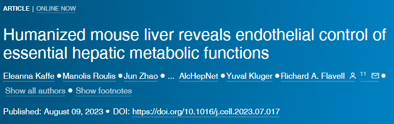研究人員在活小鼠身上創(chuàng)造了一個功能性的人性化肝臟