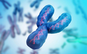 最后一塊拼圖，人類(lèi)Y染色體的完整序列首次公布