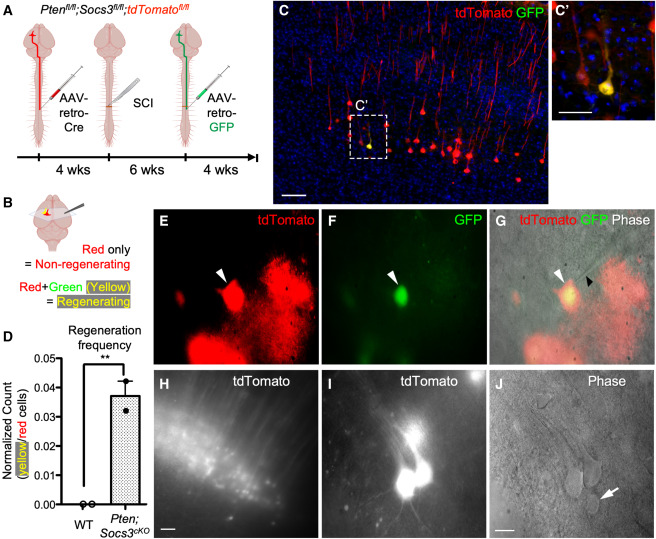 MLKL S132P在神經(jīng)磺酰胺或Ser83抑制存在的情況下執(zhí)行細(xì)胞凋亡