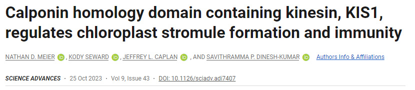 含有驅(qū)動(dòng)蛋白KIS1的Calponin同源結(jié)構(gòu)域調(diào)節(jié)葉綠體基質(zhì)的形成和免疫