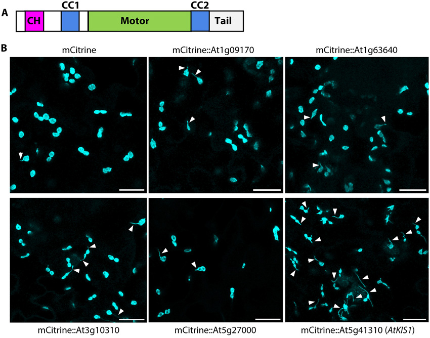 具有鈣調(diào)蛋白同源結(jié)構(gòu)域At5g41310的擬南芥驅(qū)動(dòng)蛋白的過表達(dá)誘導(dǎo)組成型stromule的形成。