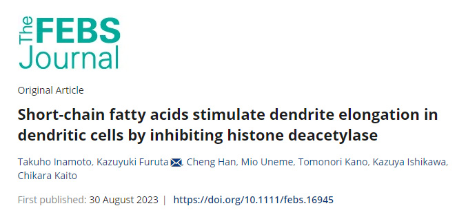 腸道細菌產(chǎn)生的短鏈脂肪酸(SCFAs)負責(zé)啟動樹突細胞向腸腔延伸