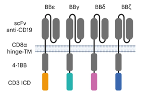 Nature Immunology：利用CD3多樣性來解決CAR-T耗竭問題