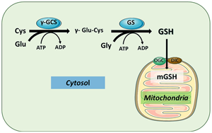 Science首次發(fā)現(xiàn)細(xì)胞器營(yíng)養(yǎng)感知機(jī)制：線粒體是如何感知和控制它們體內(nèi)的谷胱甘肽水平的